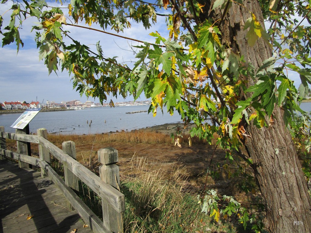Portland Harbor (Maine) as viewed from the Mill Cove Boardwalk around the back of Hannaford. Photo by Mike Smetzer ᛗᛒᛋ.